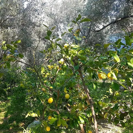 Olive Grove Mansion - Koesedere Village Holiday home *